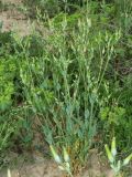 Cerastium perfoliatum