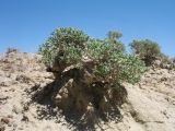 Arthrophytum lehmannianum