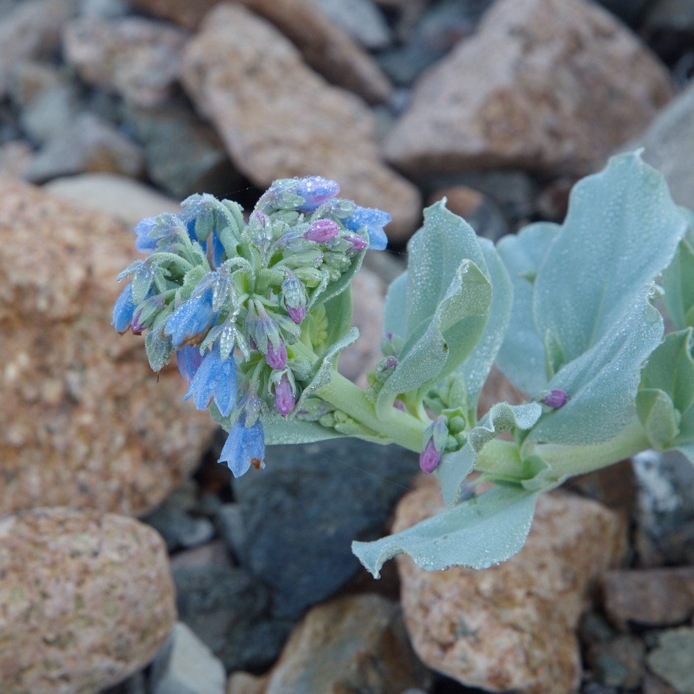 Изображение особи Mertensia maritima.