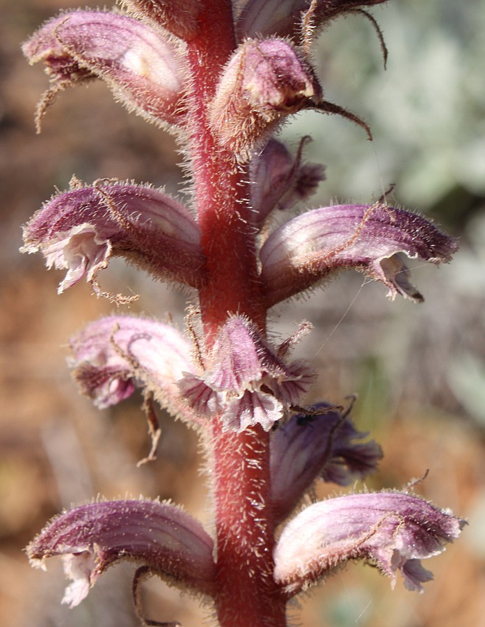 Image of Orobanche pubescens specimen.