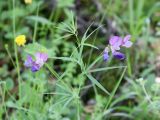 Lathyrus cyaneus
