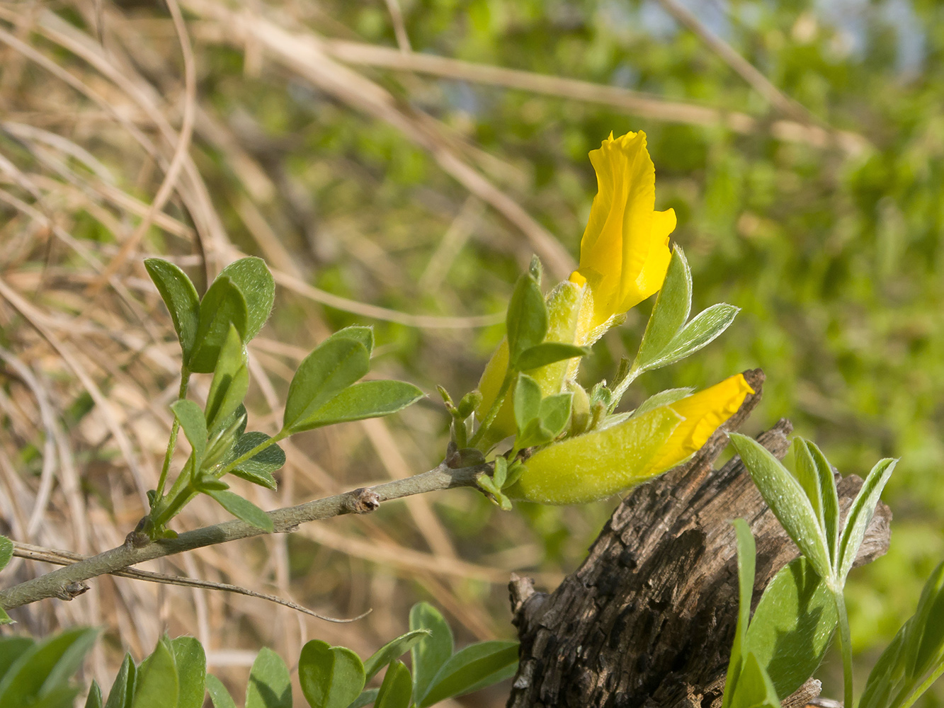 Image of Chamaecytisus colchicus specimen.