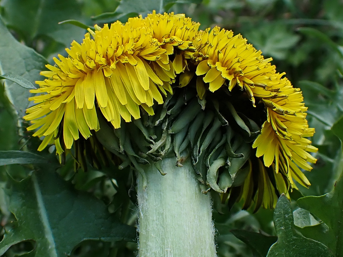 Image of Taraxacum officinale specimen.