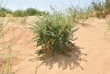 Astragalus citoinflatus