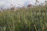 Allium tulipifolium. Верхушки побегов с соцветиями. Волгоградская обл., Ольховский р-н, правый берег р. Иловля 2,5 км ниже с. Стефанидовка, меловые горы, степь. 07.05.2016.