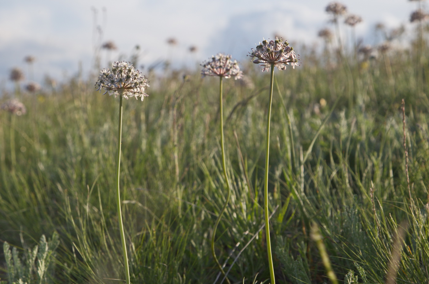 Image of Allium tulipifolium specimen.