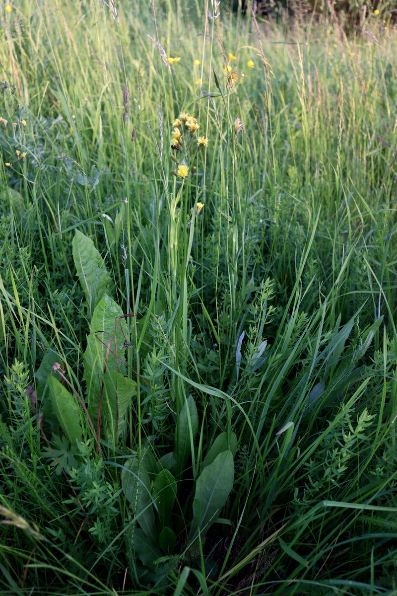 Image of Crepis praemorsa specimen.
