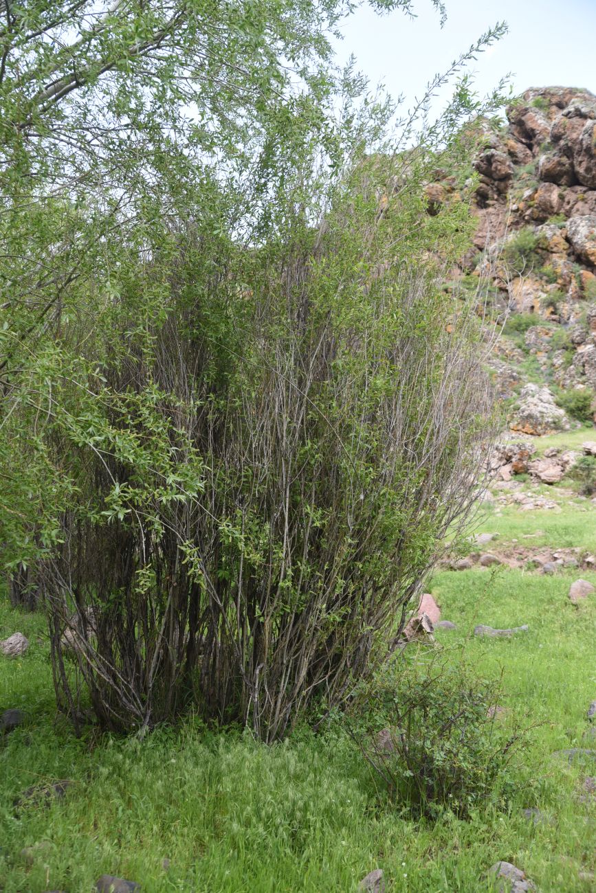 Image of genus Salix specimen.