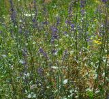 Nepeta grandiflora