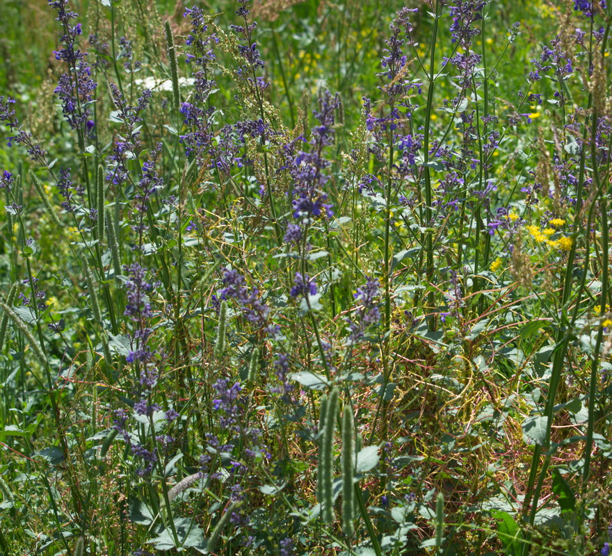 Image of Nepeta grandiflora specimen.