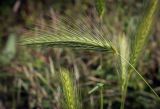 Hordeum leporinum. Соцветие. Абхазия, окр. г. Новый Афон, Иверская гора, олуговелый каменистый склон. 12.06.2025.