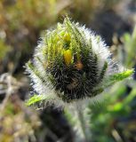 Hieracium alpinum. Распускающееся соцветие. Коми, Интинский р-н, пос. Желанный, Приполярный Урал, долина р. Балбанью, руч. Каменистый. 18.07.2010.