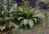 Inula helenium