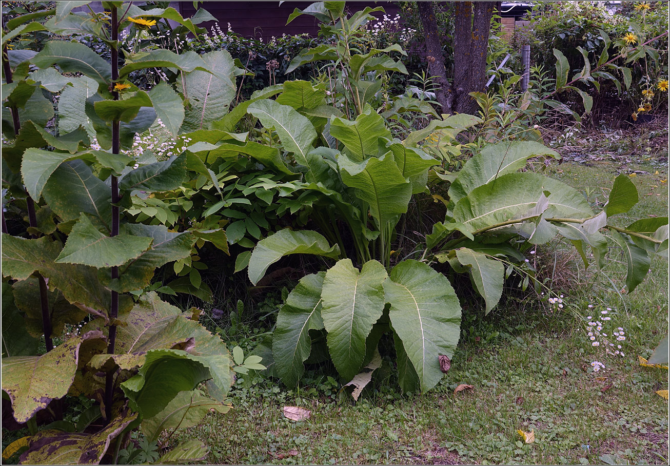Изображение особи Inula helenium.
