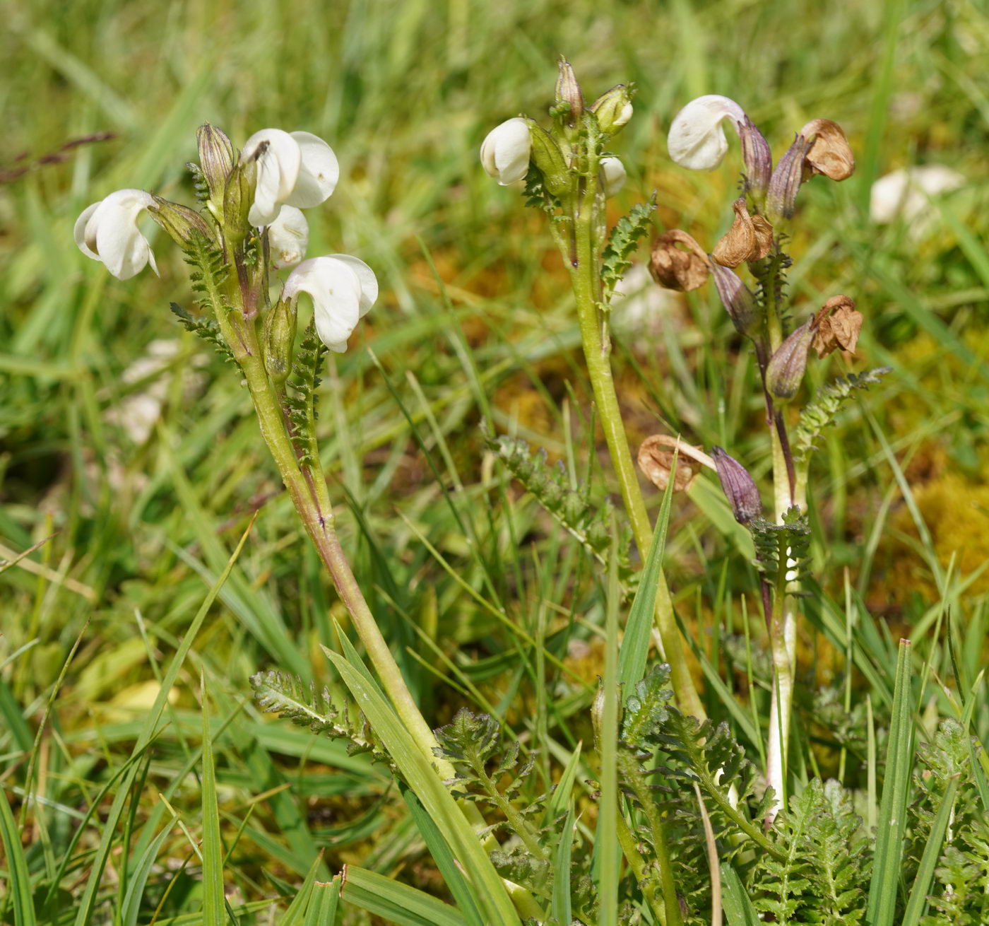 Изображение особи Pedicularis rhinanthoides.