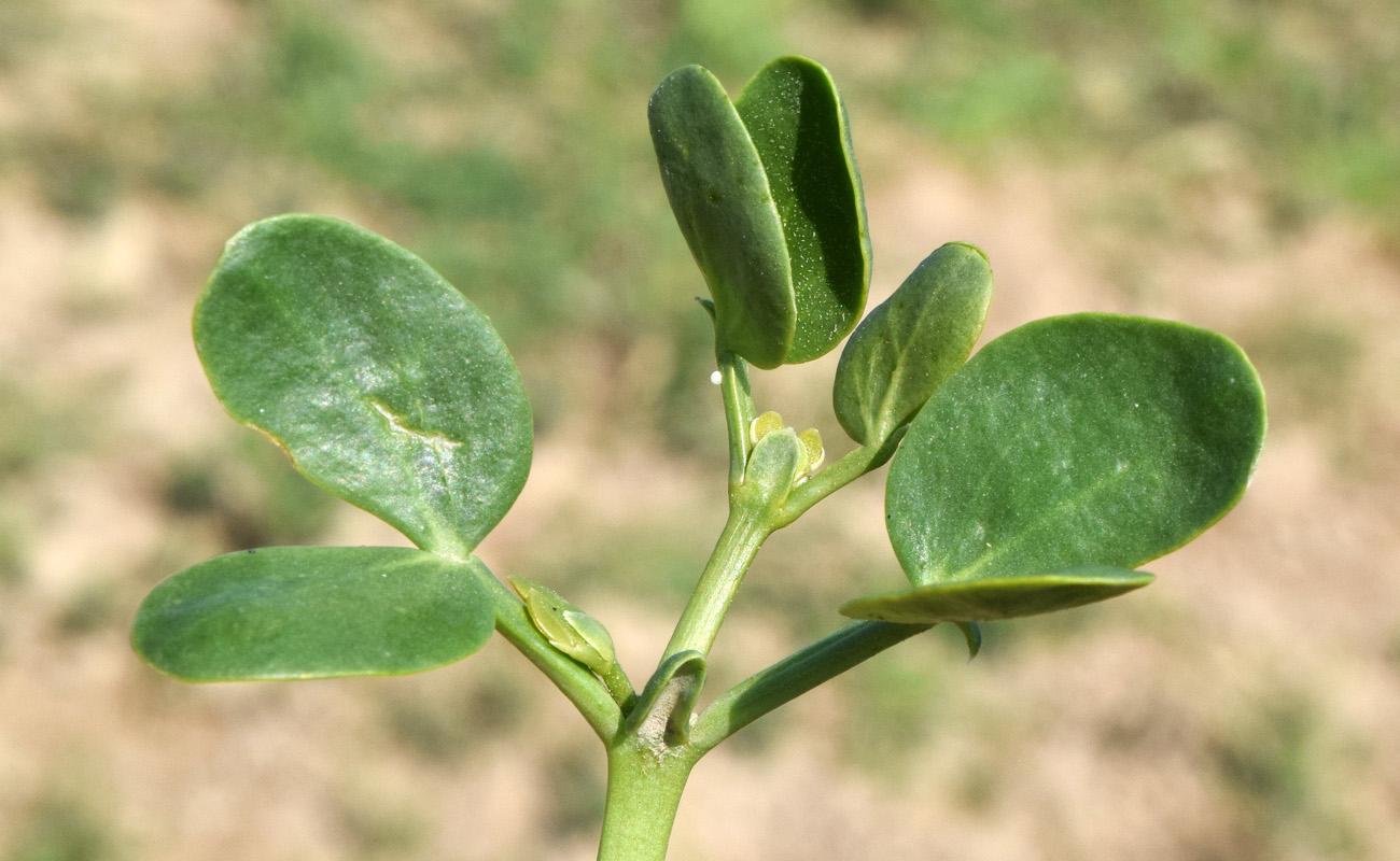 Image of Zygophyllum oxianum specimen.