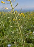 Alyssum trichostachyum
