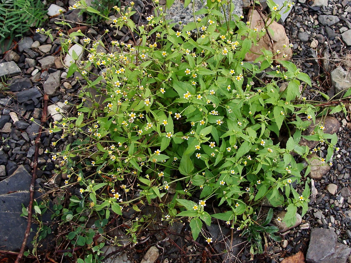 Image of Galinsoga parviflora specimen.
