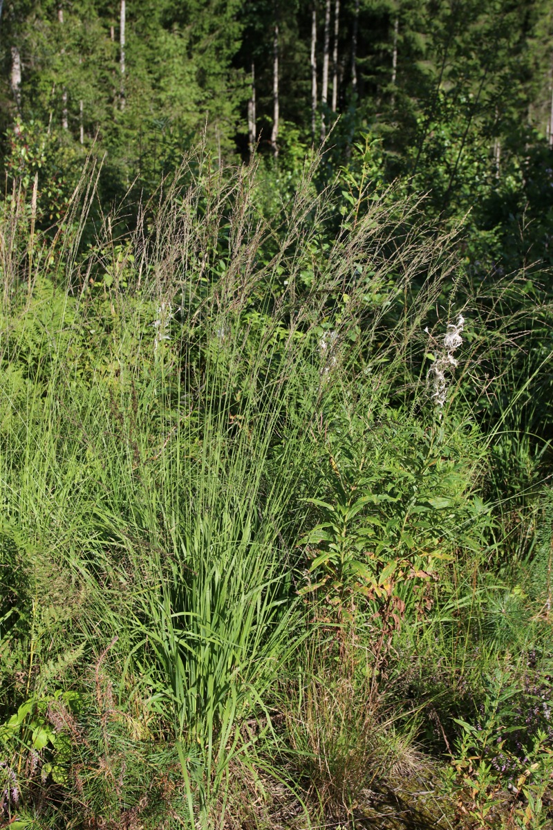 Изображение особи Molinia caerulea.