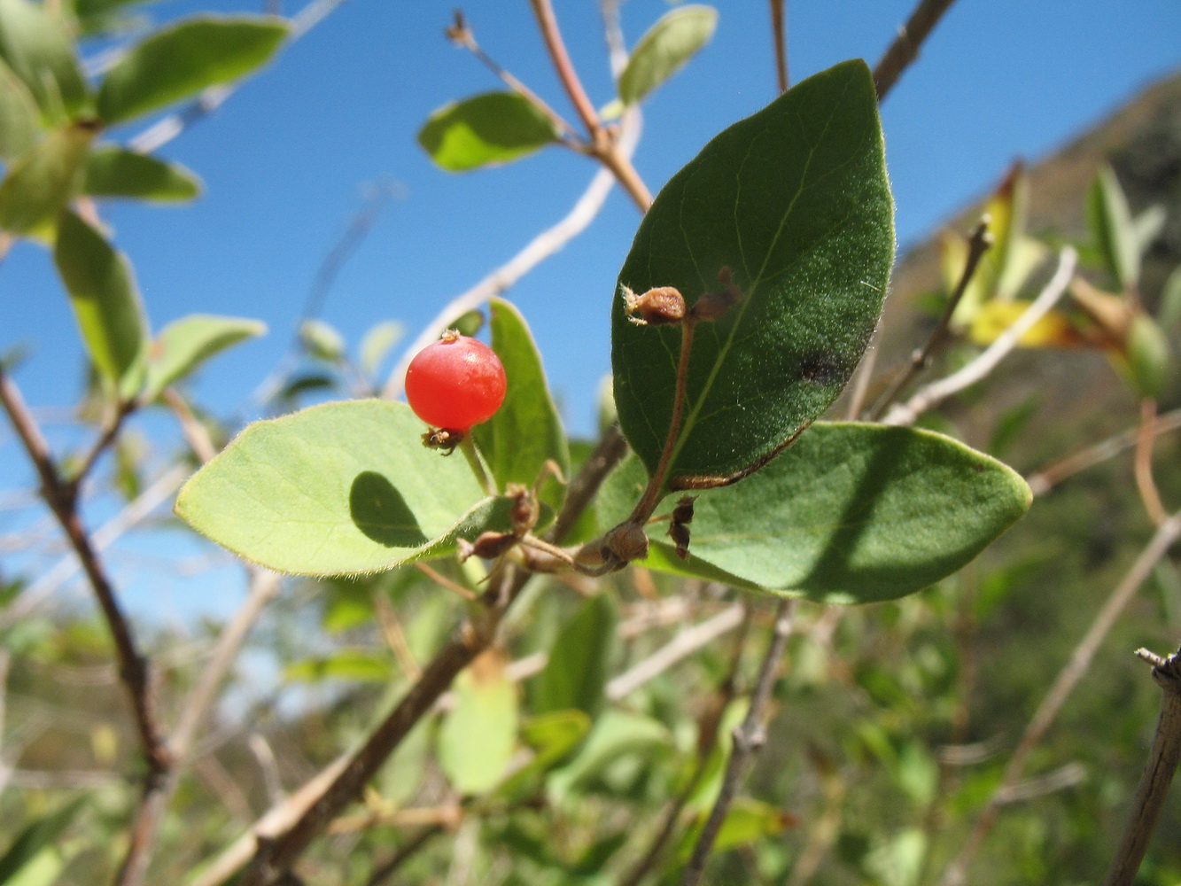 Изображение особи Lonicera korolkowii.