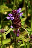 Prunella vulgaris