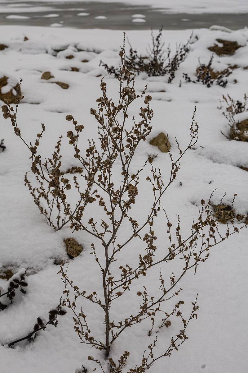 Изображение особи род Atriplex.