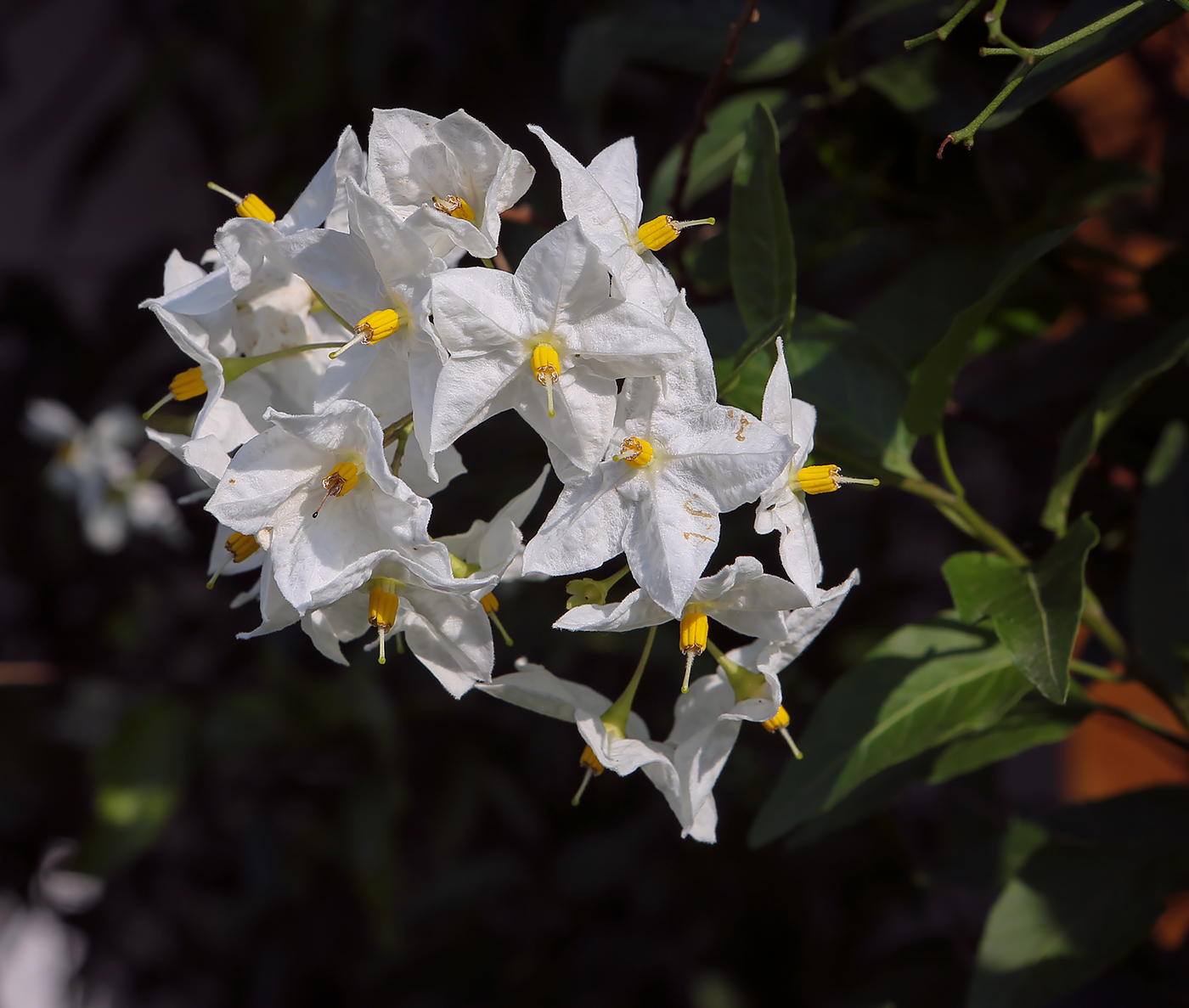 Image of Solanum laxum specimen.