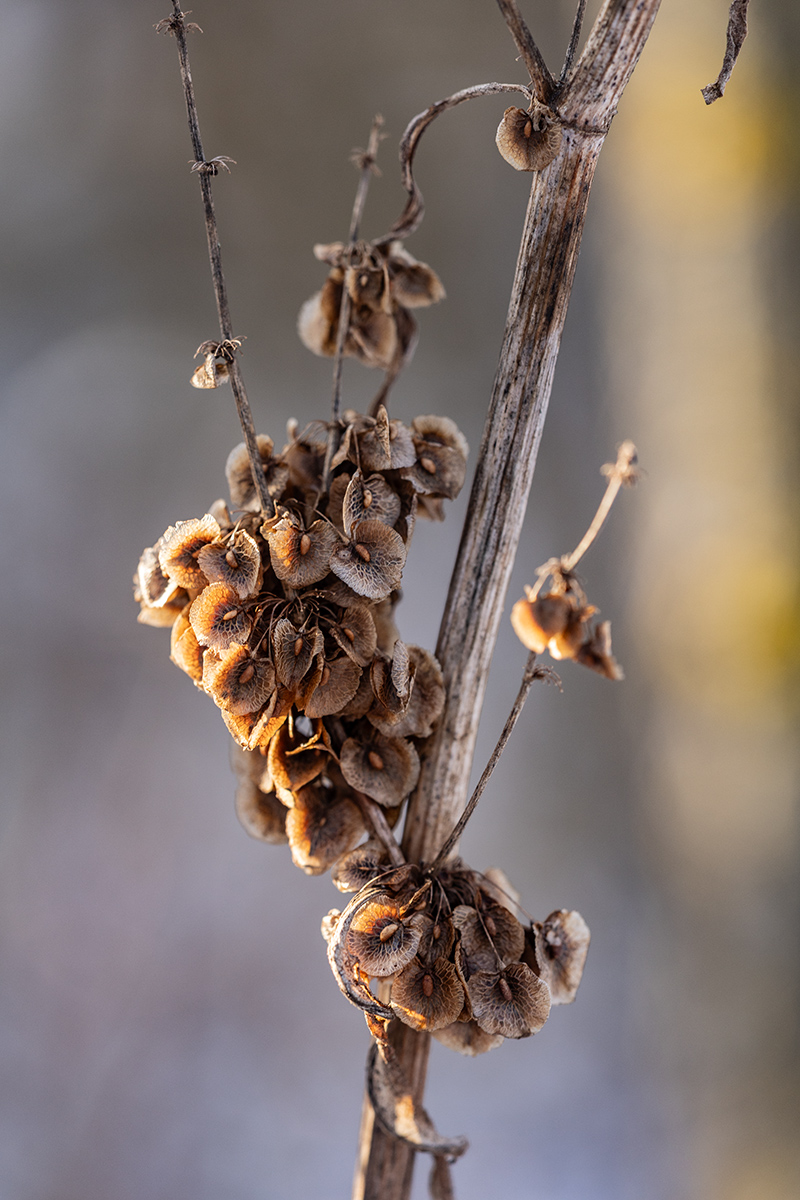 Изображение особи Rumex patientia.