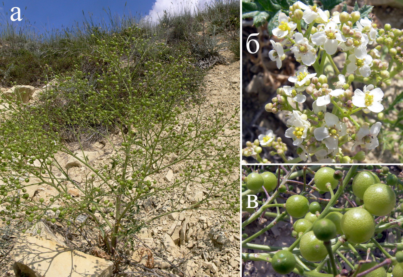 Изображение особи Crambe aspera.
