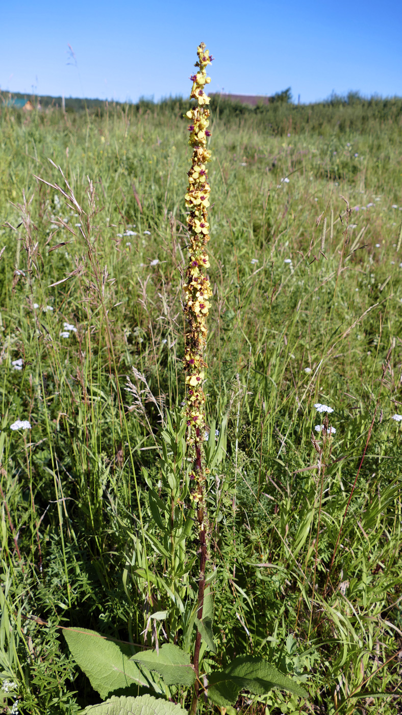Изображение особи Verbascum nigrum.