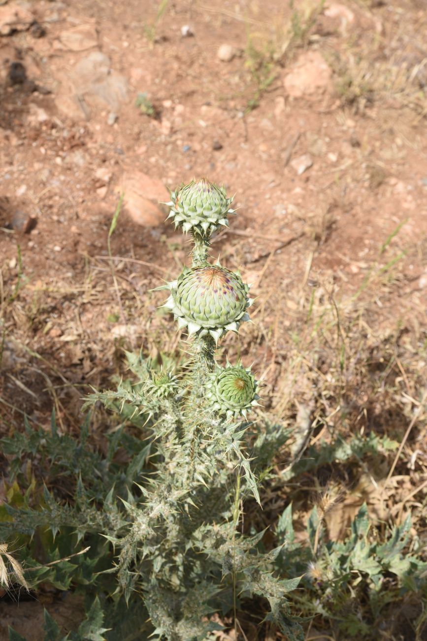 Изображение особи Onopordum carduchorum.