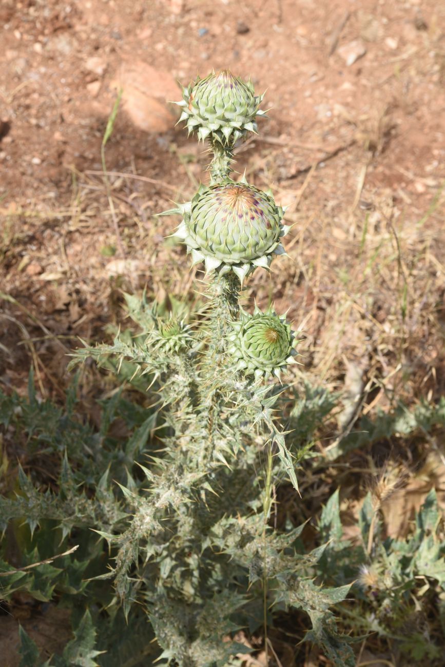 Изображение особи Onopordum carduchorum.