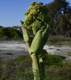 Ferula communis. Верхушка расцветающего растения. Республика Кипр, окр. г. Лимасол, рудеральное местообитание. 28.02.2026.