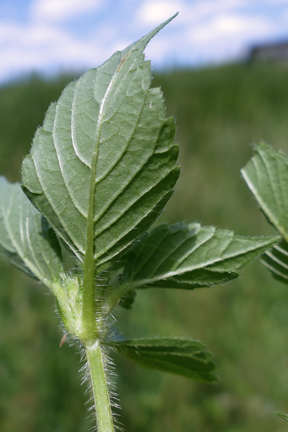 Изображение особи Galeopsis speciosa.