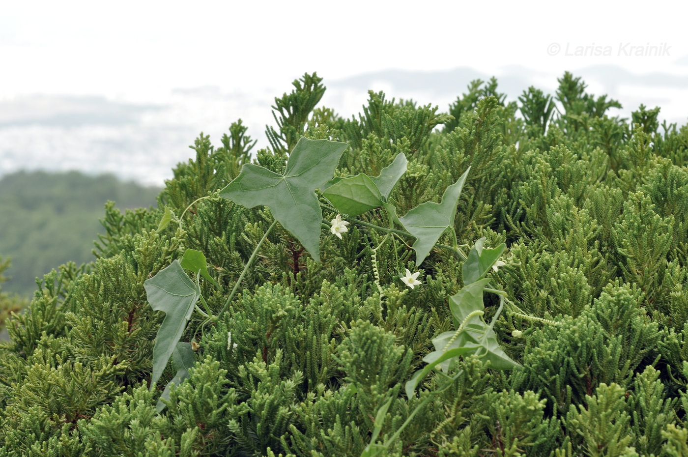 Image of Zehneria japonica specimen.