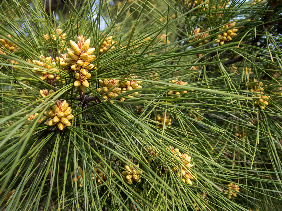 Изображение особи Pinus pallasiana.