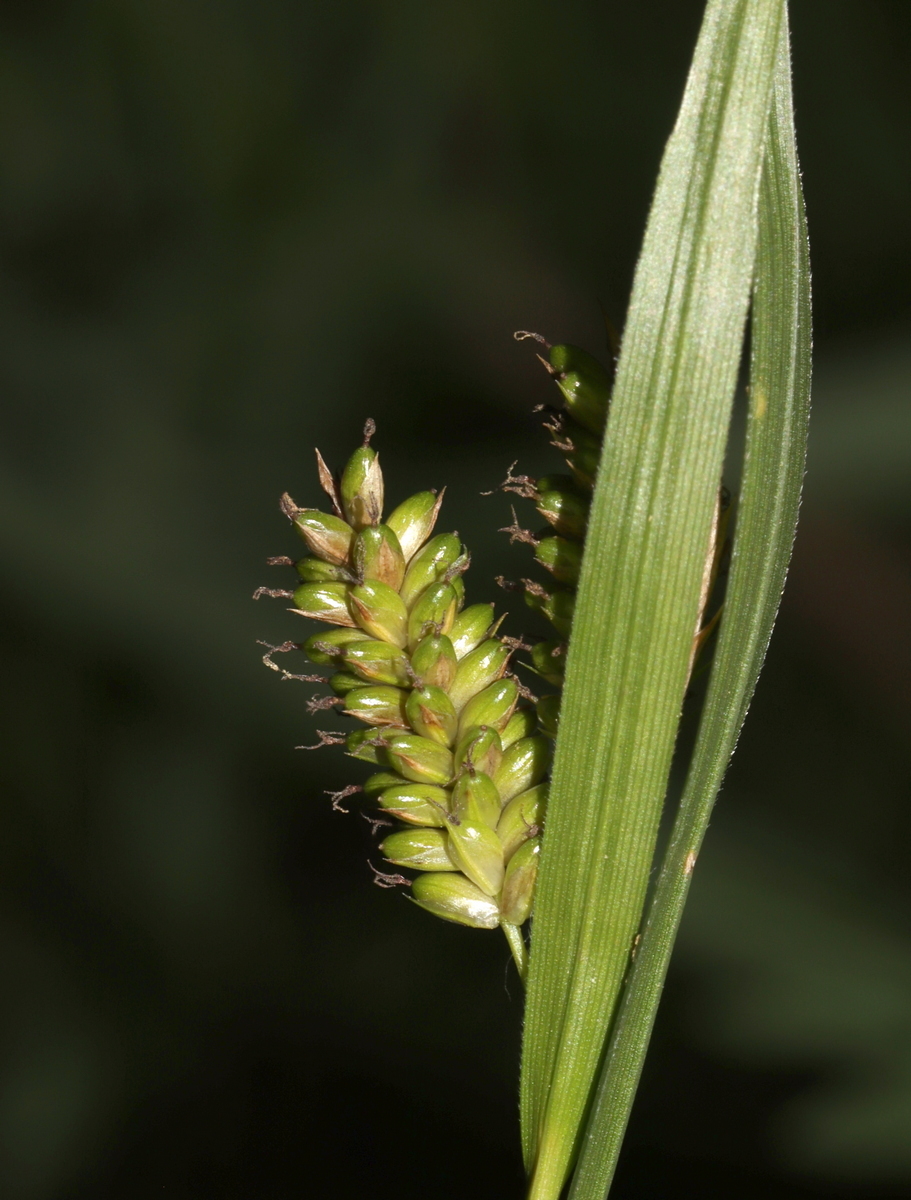 Изображение особи Carex pallescens.