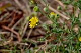 genus Pulicaria. Верхушка побега с соцветием. Португалия, округ Сетубал, г. Сетубал, пустырь. 16.08.2025.