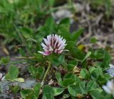 род Trifolium. Соцветие и листья. Кабардино-Балкария, Приэльбрусье, левый борт ущелья р. Шхельда, 1 км выше устья, низкотравный луг. 23 июня 2025 г.