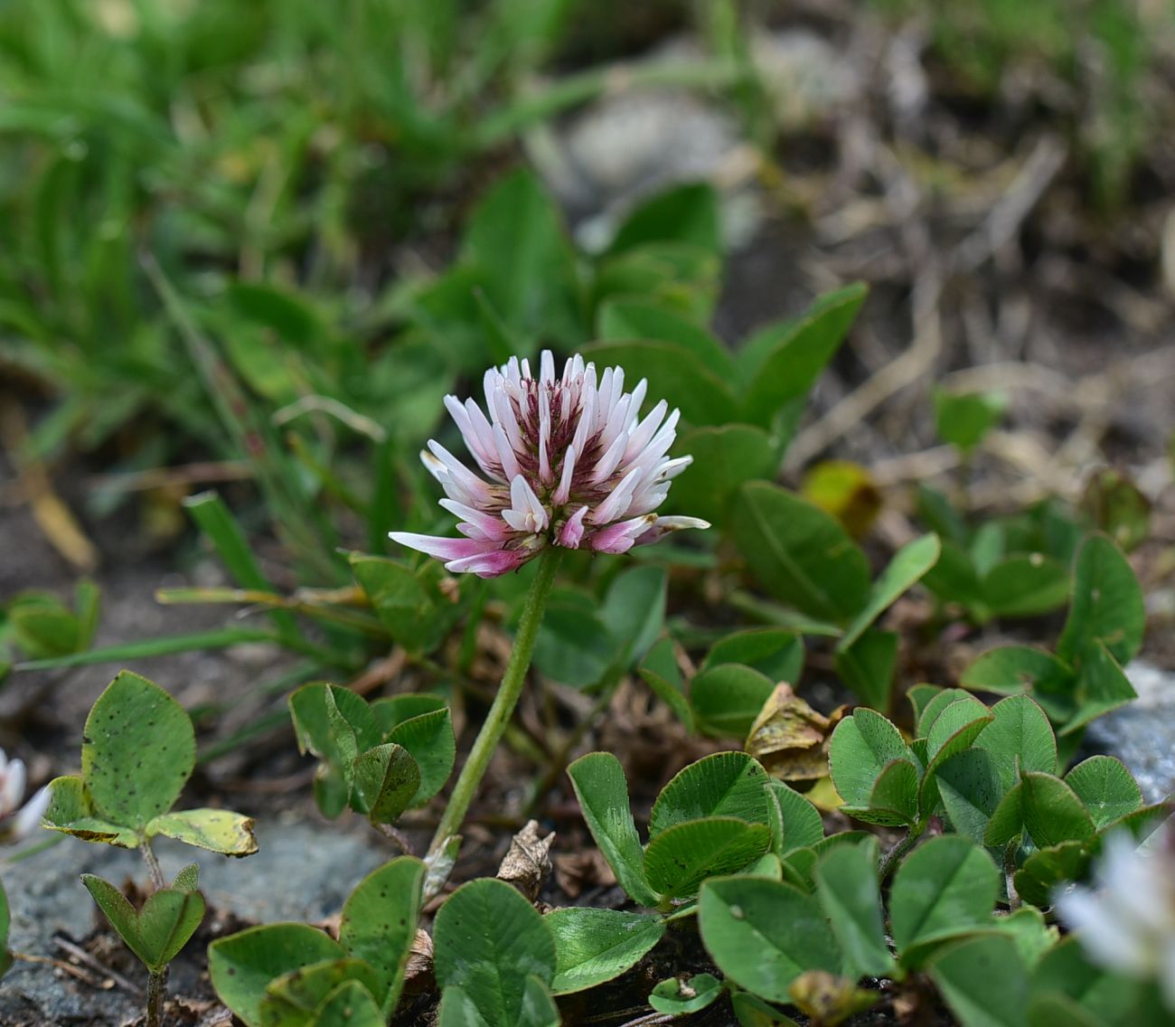 Изображение особи род Trifolium.