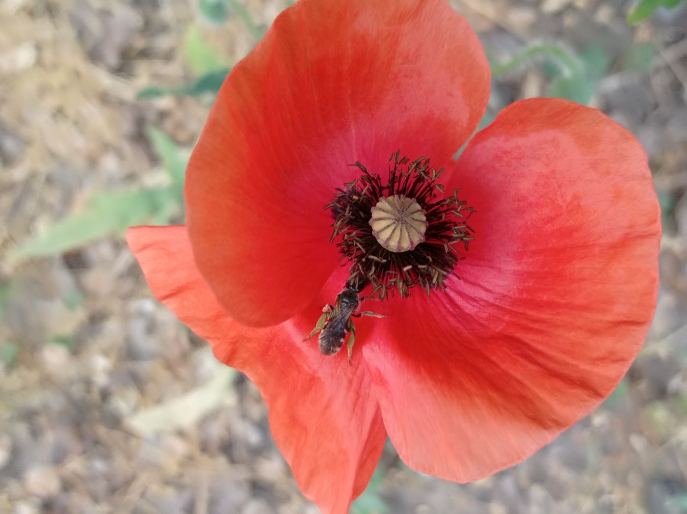 Image of Papaver rhoeas specimen.