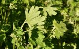Geranium divaricatum. Листья. Астраханская обл., Камызякский р-н, окр. с. Нижнекалиновский, старый лоховый лес на заброшенных с/х чеках. 30.04.2026.