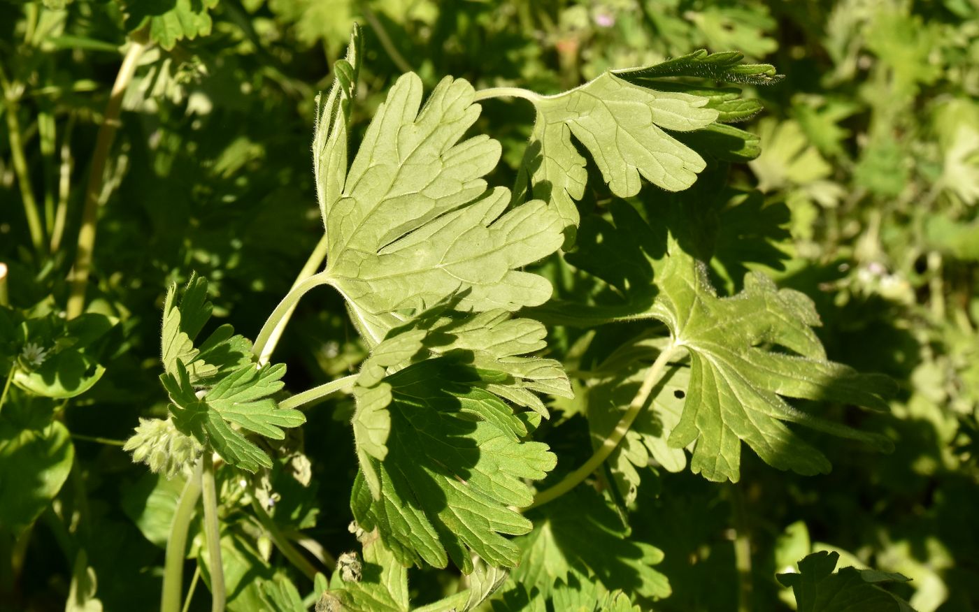 Изображение особи Geranium divaricatum.