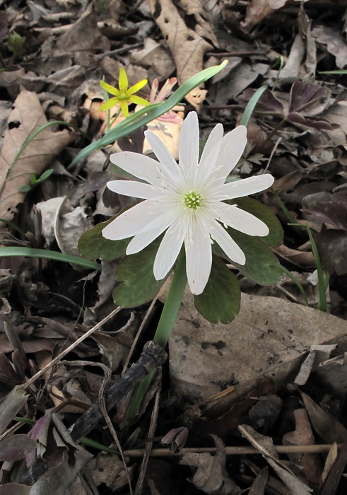 Изображение особи Anemone raddeana.