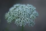 семейство Apiaceae. Соцветие. Нижегородская обл., в культуре. 16.06.2026.