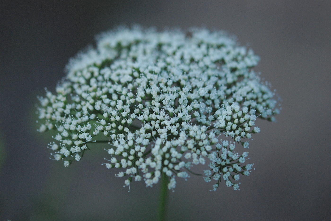Изображение особи семейство Apiaceae.