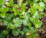 Saxifraga sichotensis. Вегетирующие растения среди Salix vyshinii. Хабаровский край, р-н имени Лазо, массив горы Ко, гора Столовая, выс. ≈ 1800 м н.у.м., каменистый гребень. 22.06.2026.