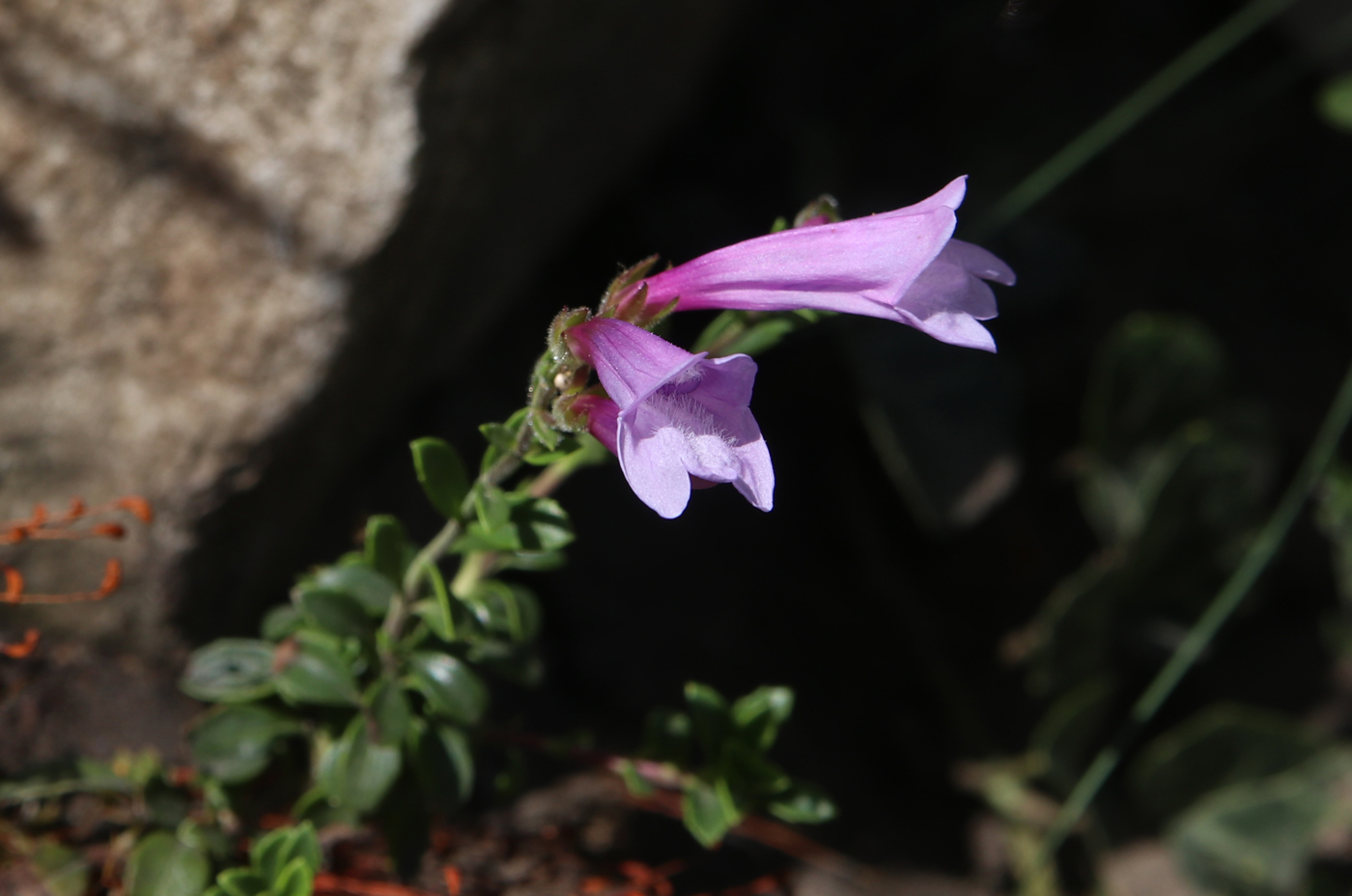 Image of genus Penstemon specimen.