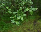род Salix