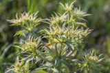 Eryngium campestre. Верхушка растения с формирующимися соцветиями. Ростовская обл., Мясниковский р-н, окр. с. Несветай, степной склон. 05.07.2015.